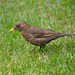 Female Blackbird listening to hear its food moving