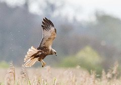 Marsh harrier