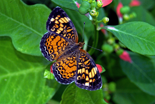 Pearl Crescent Butterfly