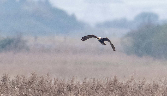 Marsh harrier