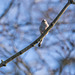 Long tailed tit