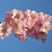 BELFORT: Fleurs de cerisiers 08
