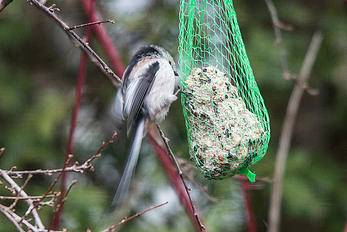 20150305 7108VRTw [D~RI] Schwanzmeise (Aegithalos caudatus), Rinteln