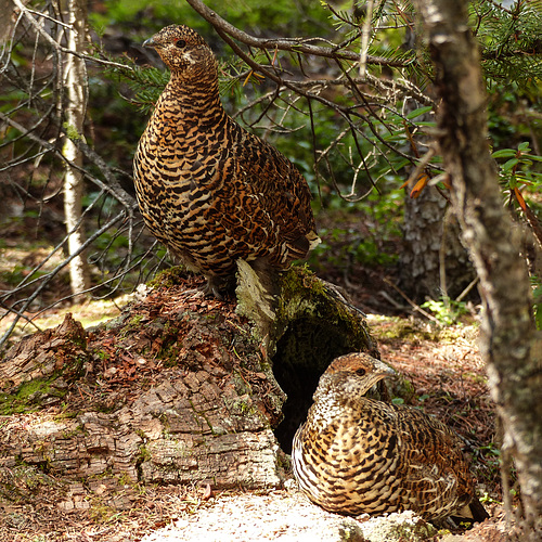 Female Spruce Grouse with one of her young