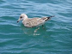 Juvenile gull in Lake Huron