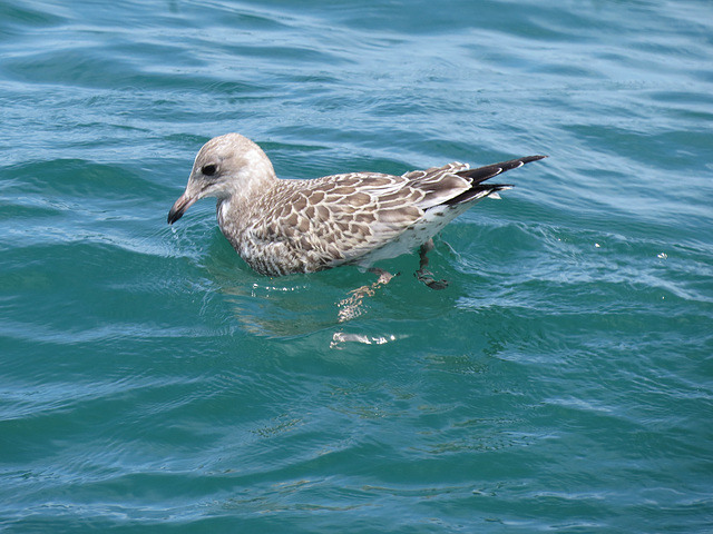 Juvenile gull in Lake Huron