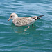 Juvenile gull in Lake Huron