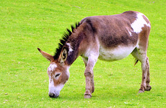 Donkey (Equus africanus asinus).