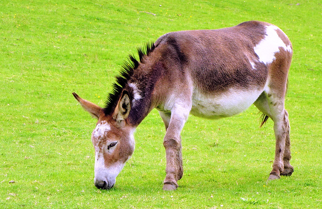 Donkey (Equus africanus asinus).