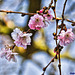 Cherry blossomed early in February