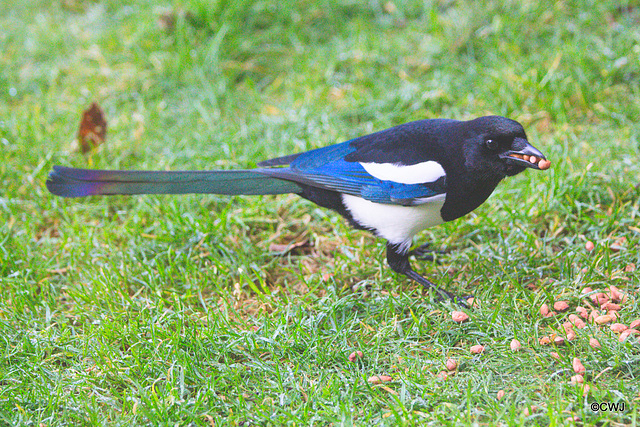 Magpie stealing the Pine Marten's breakfast!