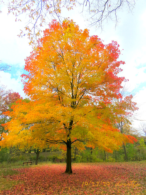 Maple Glory