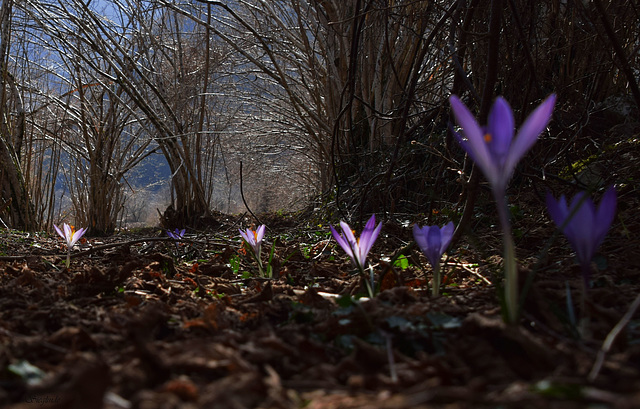 Una luce c'è in primavera...