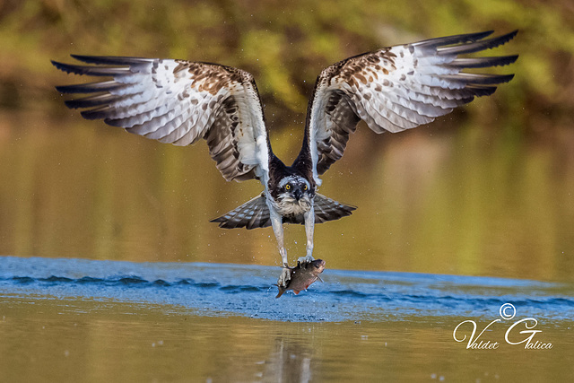 Balbuzard pécheur Loiret