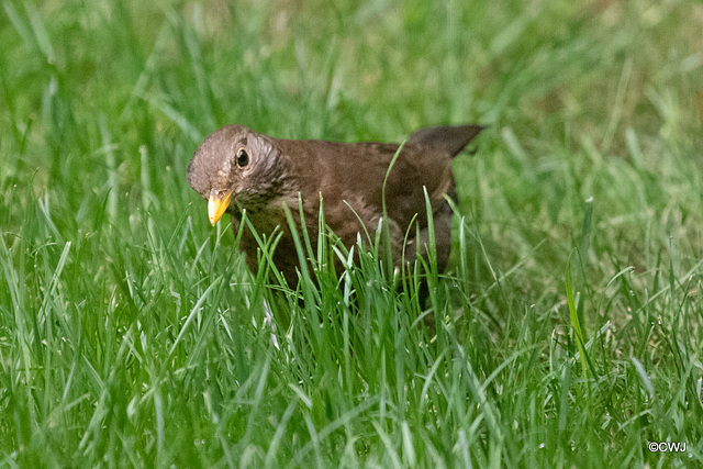 Female Blackbird listening to hear its food moving