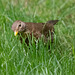 Female Blackbird listening to hear its food moving