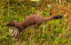 Stoat