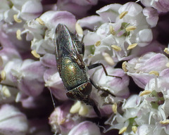 Stomorhina species