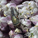 Stomorhina species