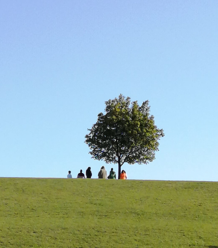 tree-toronto IMG-20191009-WA0000 edited