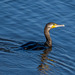 Cormorant