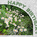 Royal Pavilion daisies - Happy Birthday