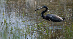 Tricolored Heron