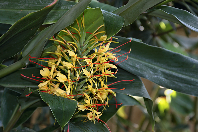 Palmenhaus Schönbrunn - Hedychium gardnerianum (Schmetterlingsingwer)