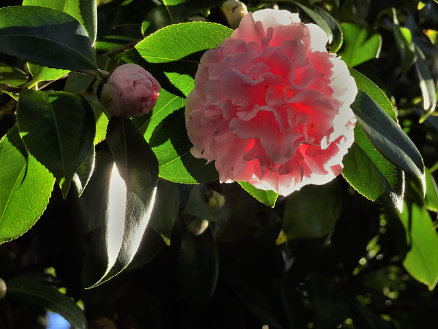 contre-jour camellia