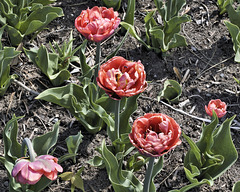 Making Waves – Canadian Tulip Festival, Dow’s Lake, Ottawa, Ontario, Canada