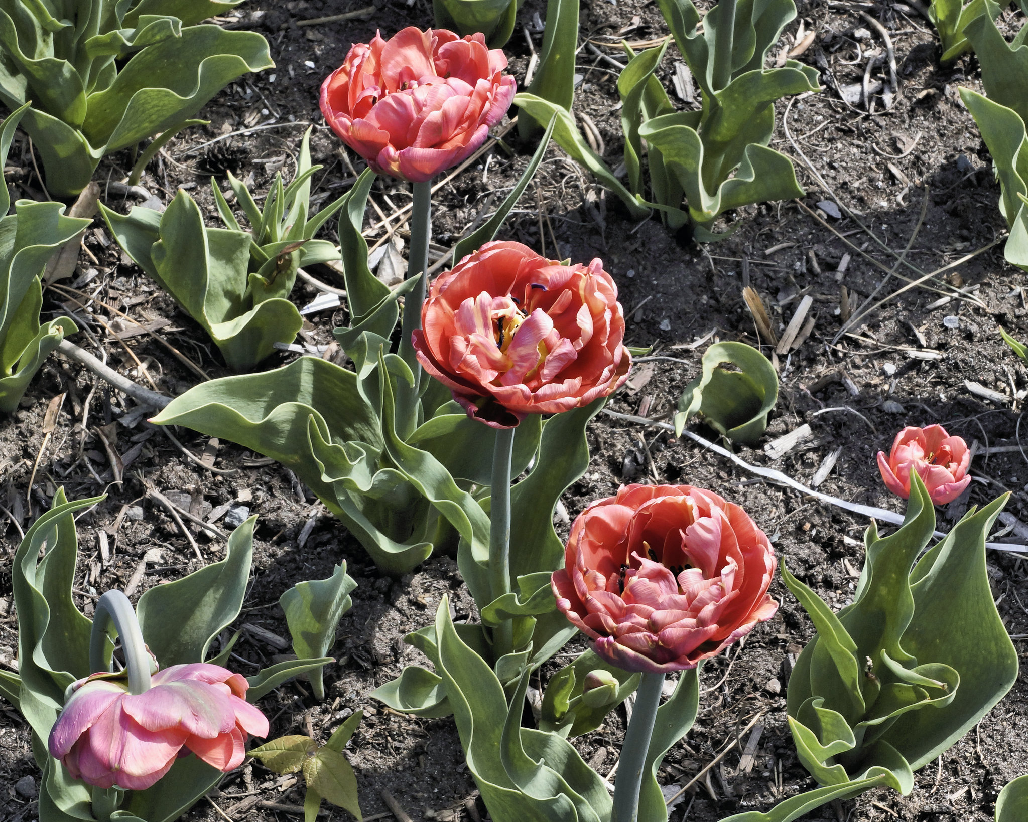 Making Waves – Canadian Tulip Festival, Dow’s Lake, Ottawa, Ontario, Canada