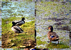 Lovely weather for ducks!