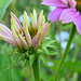 Les rudbeckias de mon jardin