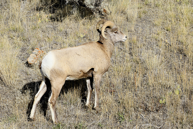 Bighorn Ram