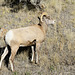 Bighorn Ram