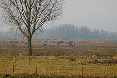 Koniks en Rode Geuzen vredig bij elkaar