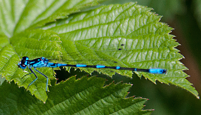 20110519 2660RAw [D~MI] Azurjungfer, Großes Torfmoor, Hille