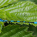 20110519 2660RAw [D~MI] Azurjungfer, Großes Torfmoor, Hille