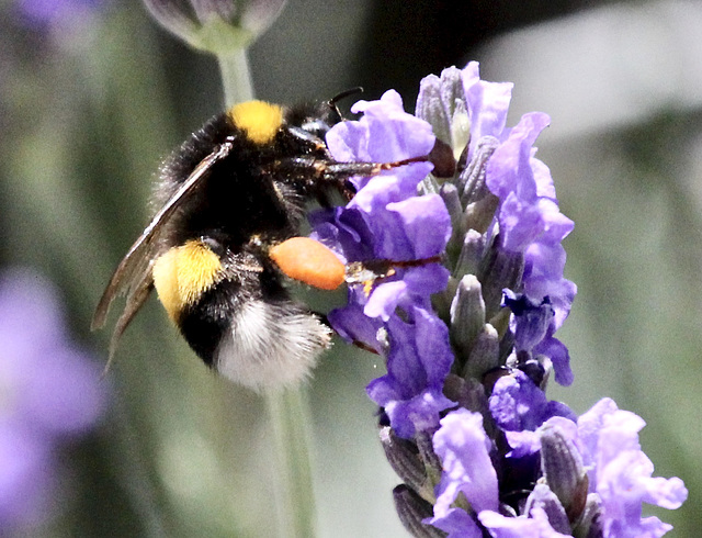 Hummel auf Lavendelblüten