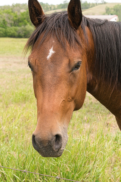 horse with white patch