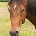 horse with white patch