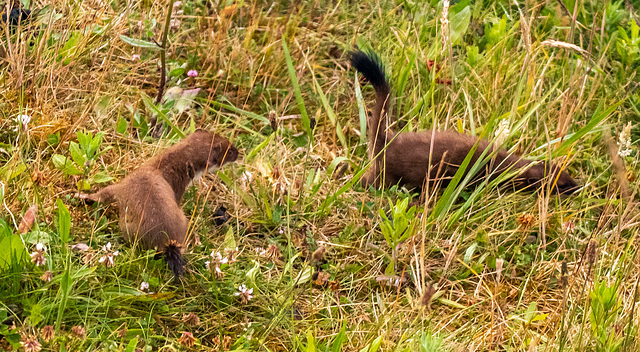 Stoats