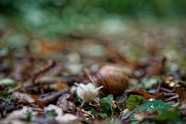 22.06.05 Weinbergschnecke 1 22.06.05 Weinbergschnecke 1