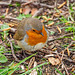 Robin