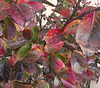 Crepe myrtle in autumn