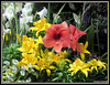 Lilies and Gladioli.