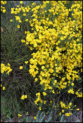 Cytisus purgens (2)