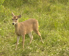 IMG 8679deer