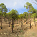 Teide National Park