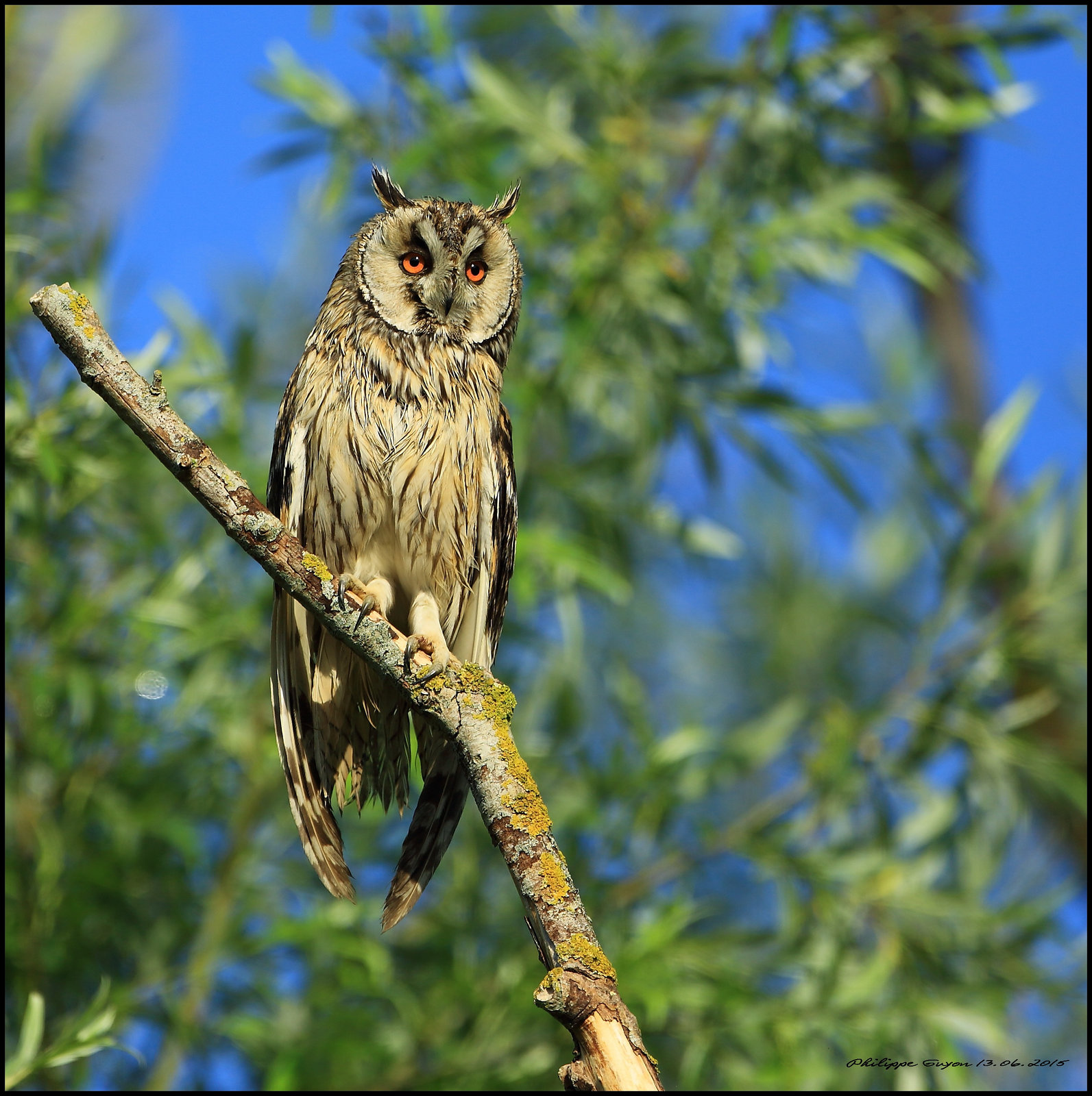 HIBOU MOYEN-DUC